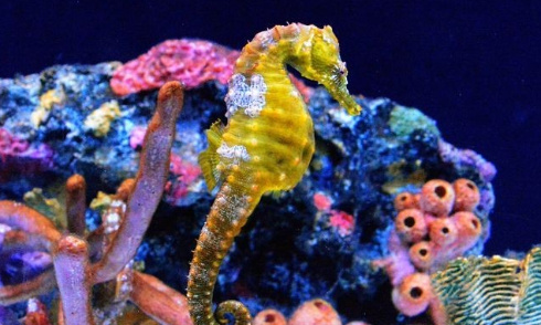 Urgence extinction : protégeons les hippocampes !