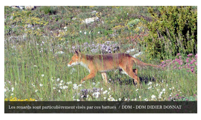 Non à l’abattage des renards dans le Tarn