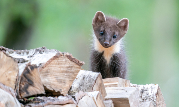 Arrêtons d'acheter des pinceaux en poils d'animaux
