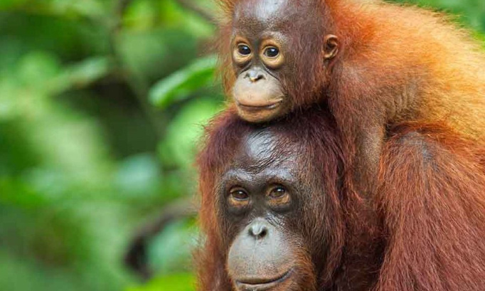 Sauvons l'orang-outan  !