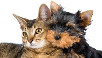 Pour le retrait de tous les animaux de Monsieur Groulet