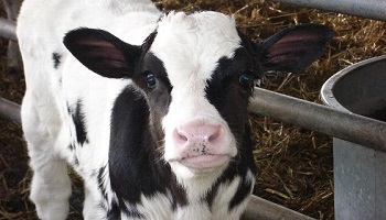 Arrêt du massacre et de la torture des veaux