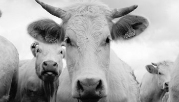 Sauvons les vies animales contre la maltraitance et les abandons