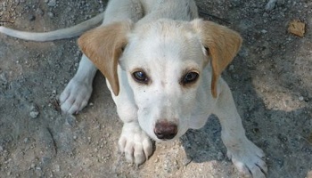 L'aide de la Fondation 30 Millions d’Amis à la Réunion