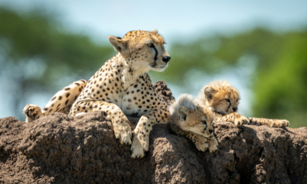 Sauvons le guépard !