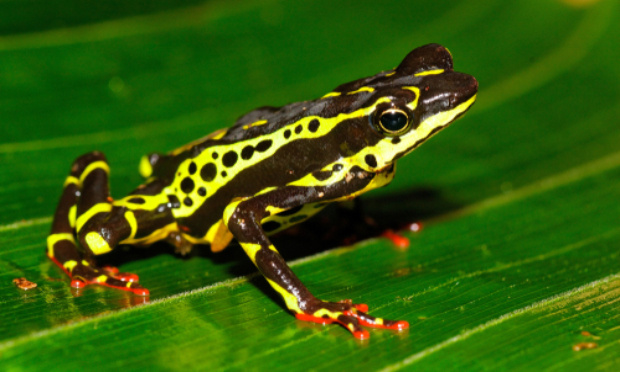 STOP à la déforestation et au commerce illégal : pour la survie de la grenouille arlequin variable