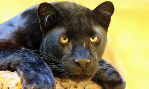 Sauvons la panthère !