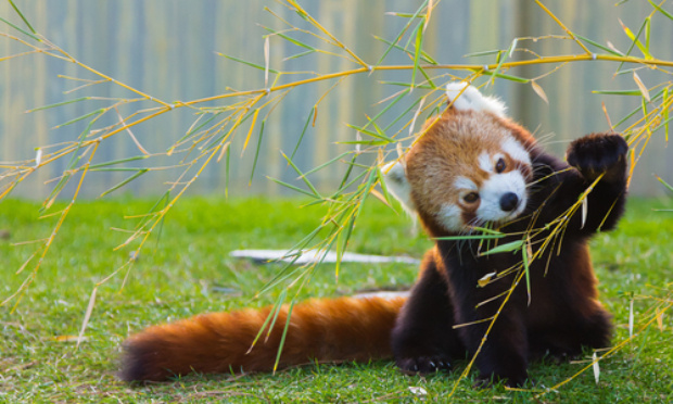 Sauvons le panda roux !