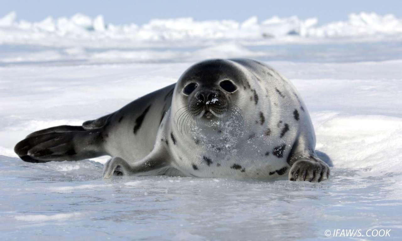 Stoppons définitivement la cruelle chasse aux phoques du Canada