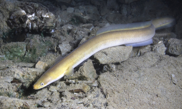 Pour l'arrêt de la pêche à l'anguille européenne en France