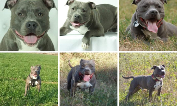 Stop à la catégorisation raciale des chiens