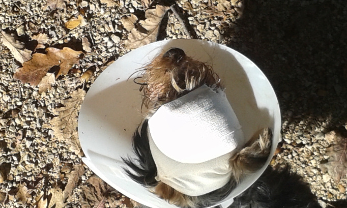 Pour que les gros chiens n'attaquent plus les petits et ne divaguent plus