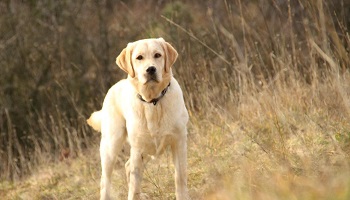 Ne pas interdire certaines races de chiens