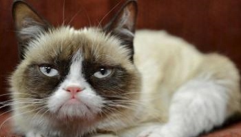 Stérilisation des chattes errantes et non castration des chats errants !