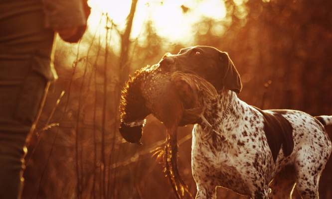STOP à la chasse et à la corrida, mobilisons nous en masse !