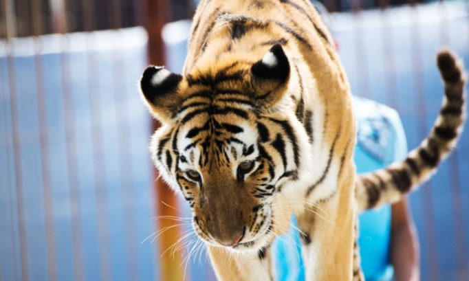 Pour l'interdiction des cirques avec animaux sauvage à Carvin