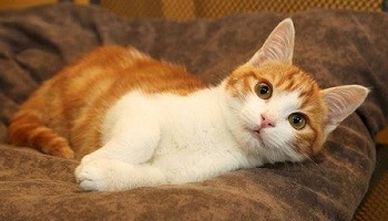 Que cet homme soit sévèrement puni pour avoir brûlé vif un chat