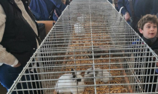 NON aux expositions d’animaux en ville