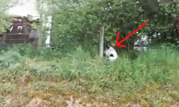 Aidez-nous à sauver de pauvres chiens attachés à une chaîne sans aucun abri !