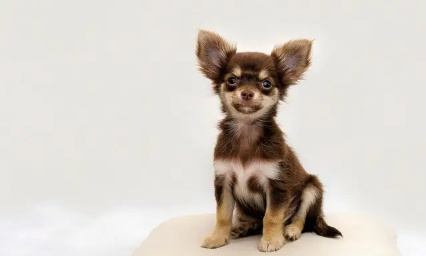 Justice pour Pistache, chihuahua mort écrasé volontairement par un cycliste à Versailles en forêt