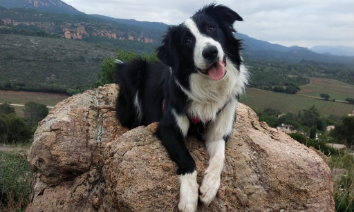 Justice pour mon chien Jumper mort à 10 mois !!!