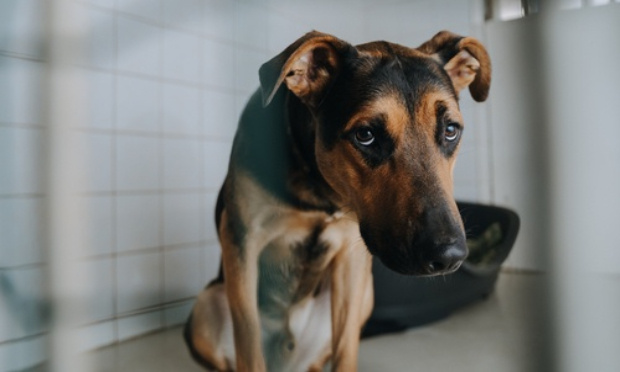 Stop à la maltraitance animale ! Les animaux ne sont pas des objets mais bien des êtres vivants doués de sensibilité !