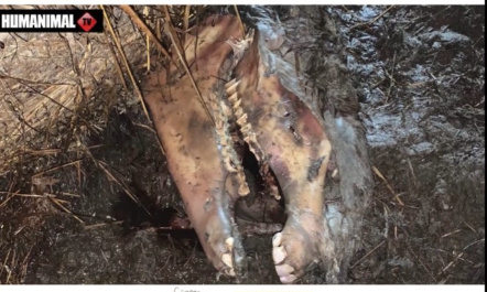 Il faut sauver ces animaux !