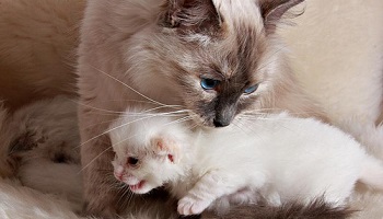 Abolir la reproduction forcée des animaux de compagnie personnels