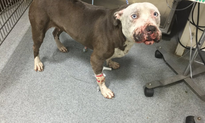 Stop aux combats de chiens !