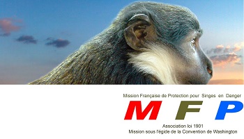 Demandons au centre de primatologie de Fort-Foch une convention éthique pour les singes de laboratoire !