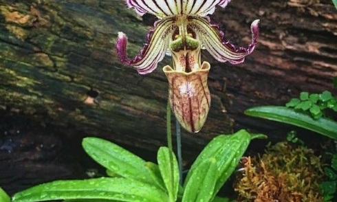 Urgence extinction : sauvons la plante Paphiopedilum