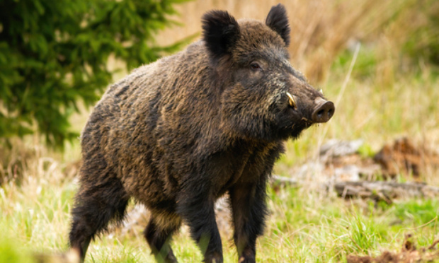 Justice pour August, sanglier domestiqué et tué froidement !