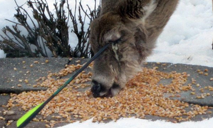 Sécurité et Environnement : Pour la réforme du permis de chasser