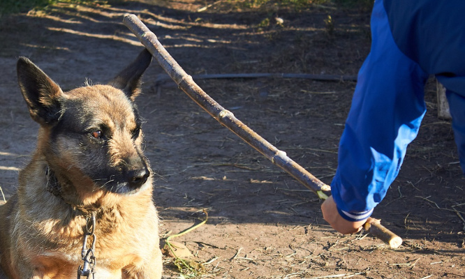 Pour des peines plus sévères pour les tortionnaires d'animaux