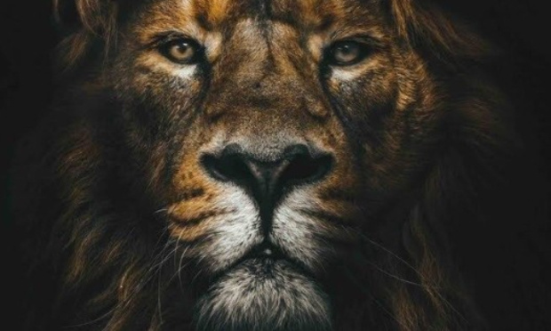 Sauvons les animaux du Zoo de Kharkiv en Ukraine !