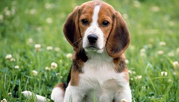 Un statut de patrimoine de l'humanité pour les animaux