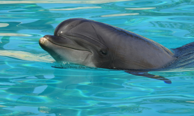 Non à la fermeture du parc magique du marineland antibes