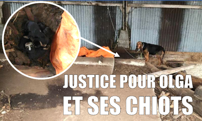 Justice pour Olga et ses bébés : ce chasseur ne doit plus jamais détenir de chien !