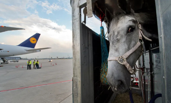 Urgence animale : STOP à l'exportation des chevaux vers le Japon