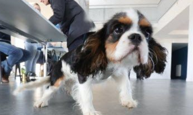 Présidentielles 2022 - Pour nos amis les animaux !