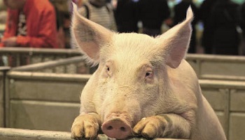 Annulation du salon de l'agriculture