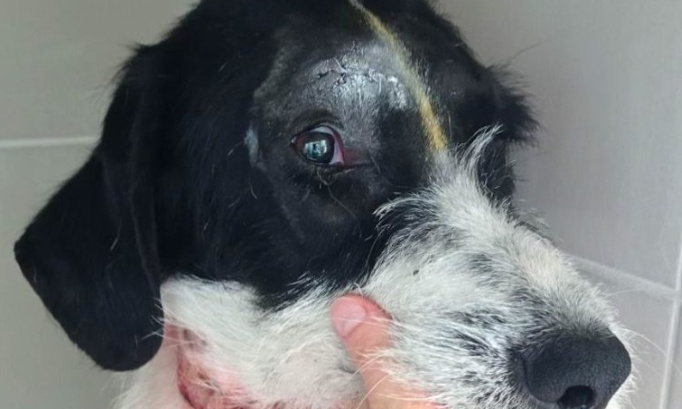 Justice pour le petit chiot roué de coups de pioche par son propriétaire