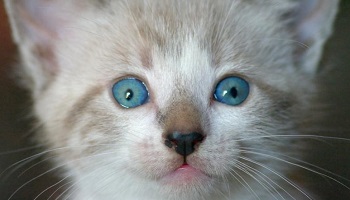 Un changement d'avis de leur part