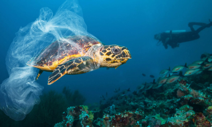 Dites stop aux sacs plastique !