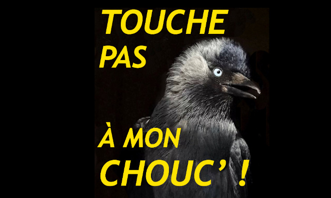 TOUCHE PAS À MON CHOUC' !