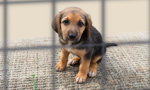 Pour la suppression des groupes et pages de ventes d'animaux