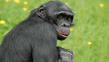 Pour l'interdiction du transport de primates de l île Maurice vers la France pour expérimentation !