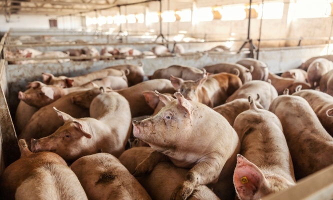 Stop à la maltraitance animale dans les élevages : Pour une peine de prison et la fermeture immédiate de l'élevage !