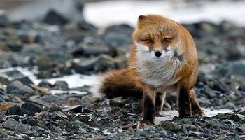 Pour la réhabilitation du Renard en Creuse