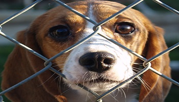 Arrêter l'euthanasie sur les animaux